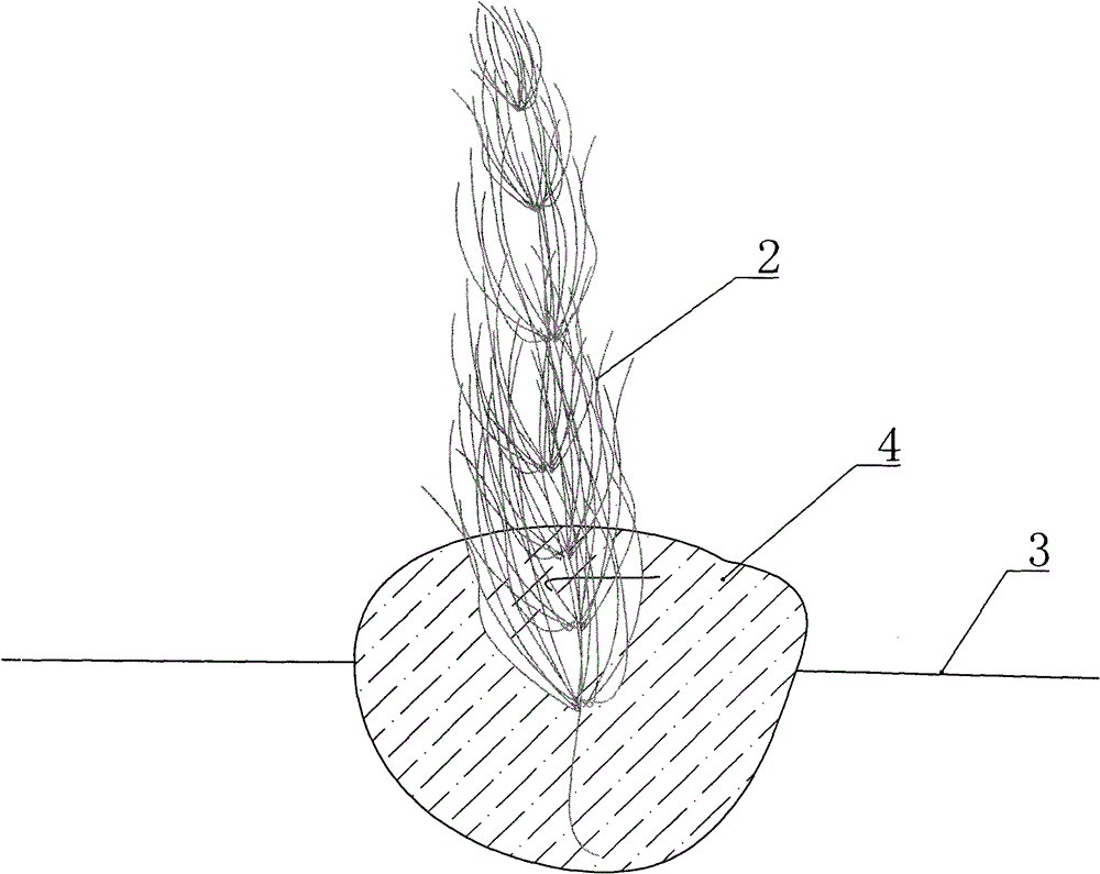 Method for inhibiting water bloom