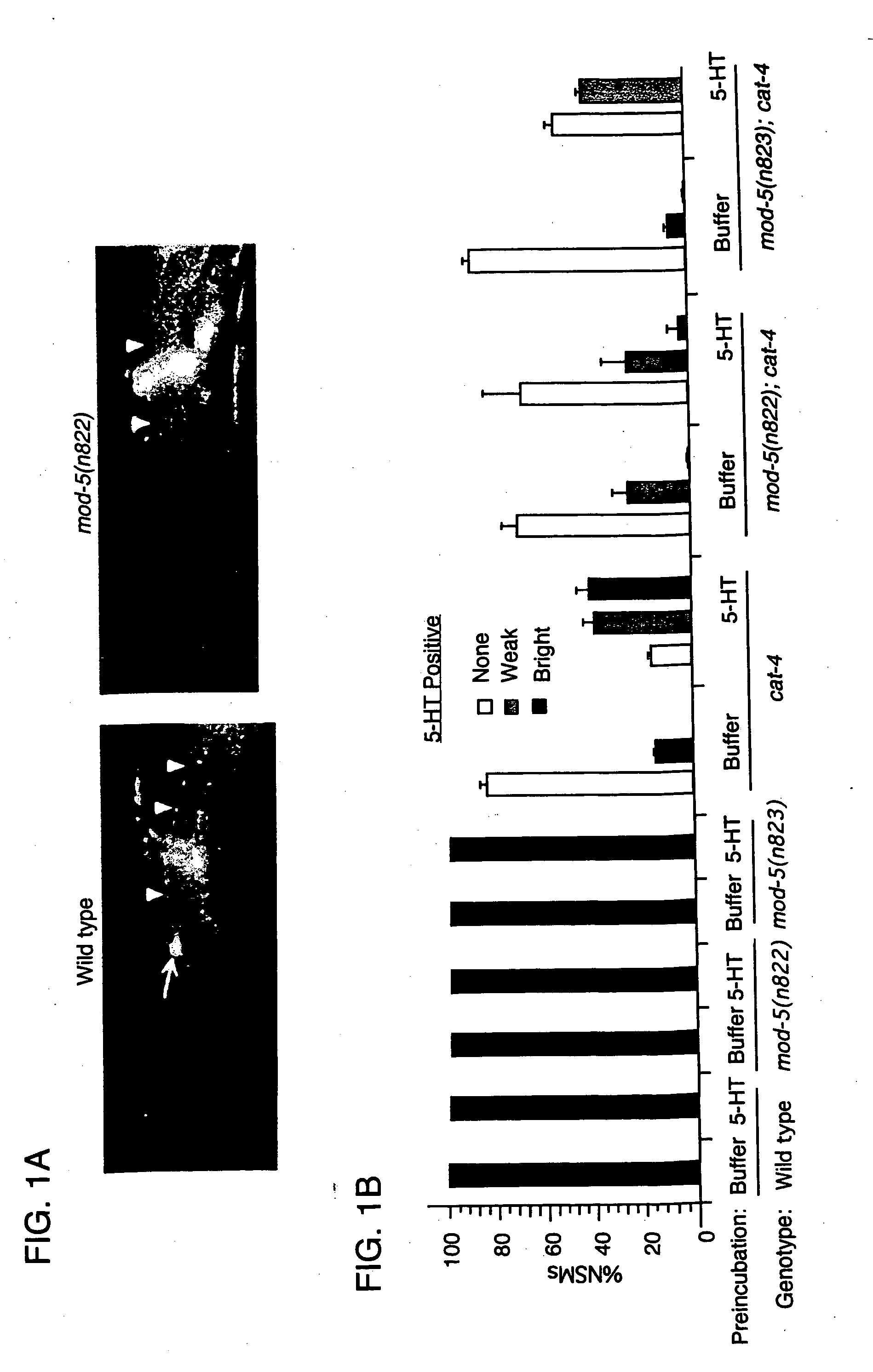 CeSERT genes, proteins, and modulatory compounds