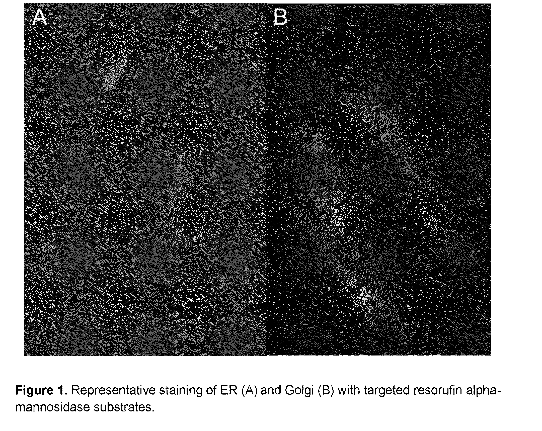 Intracellular organelle peptide targeted enzyme substrates