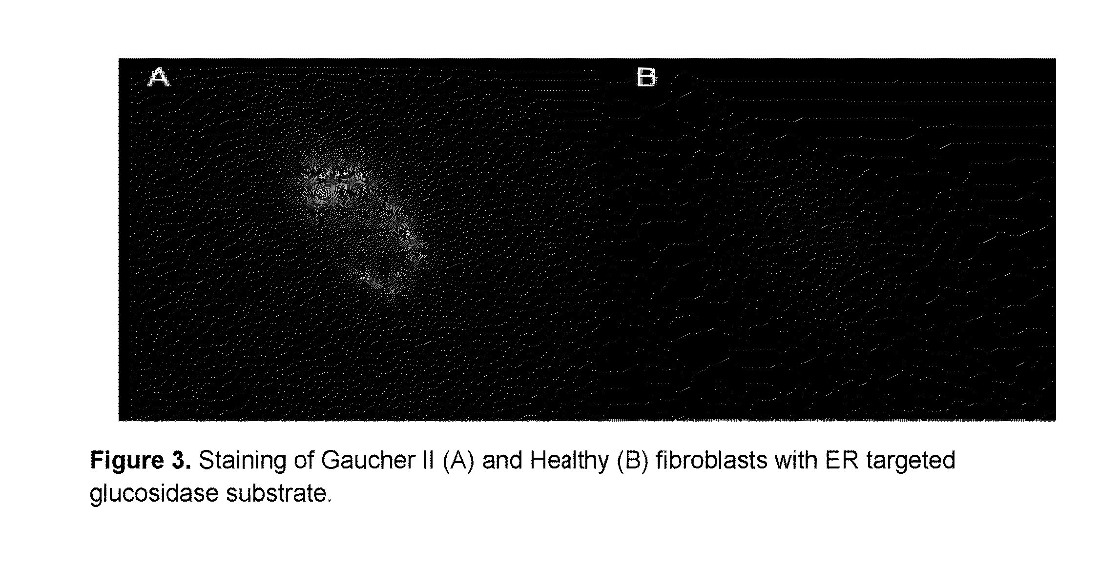 Intracellular organelle peptide targeted enzyme substrates