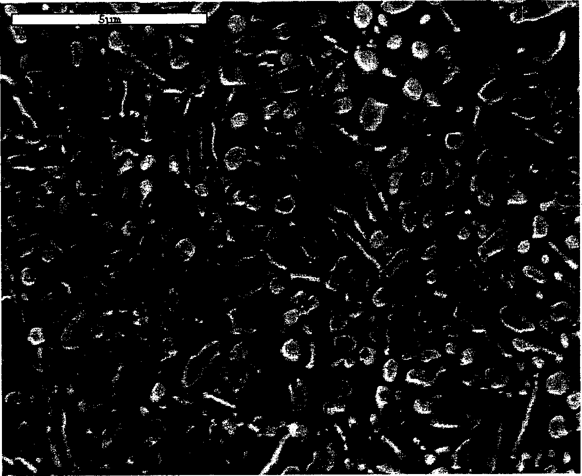 High-strength superhigh-carbon steel and its production process