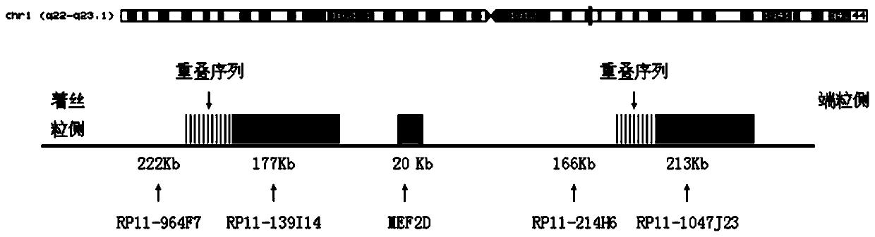 Leukemia MEF2D gene disruption probe detection kit