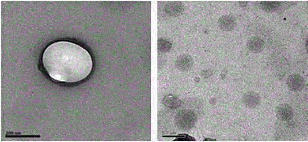 Insulin oral nano-preparation and preparation method thereof