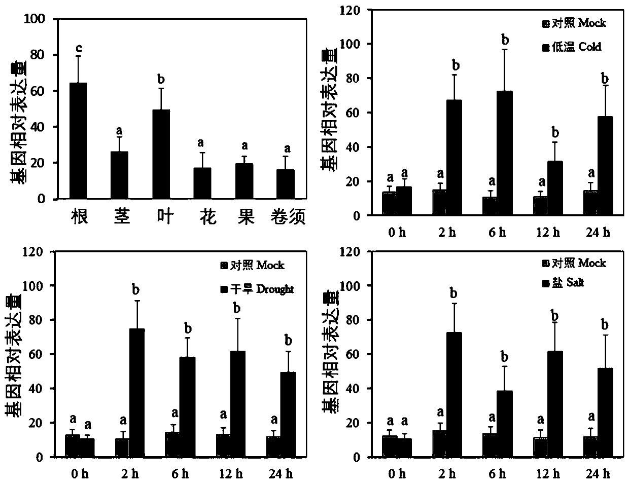 Grape VyNRT1 gene as well as encoded protein and application thereof in breeding of drought-resistant varieties