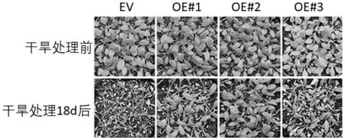 Grape VyNRT1 gene as well as encoded protein and application thereof in breeding of drought-resistant varieties