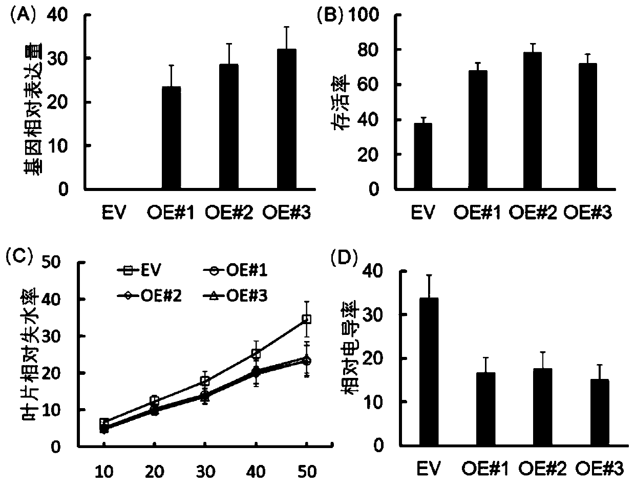 Grape VyNRT1 gene as well as encoded protein and application thereof in breeding of drought-resistant varieties