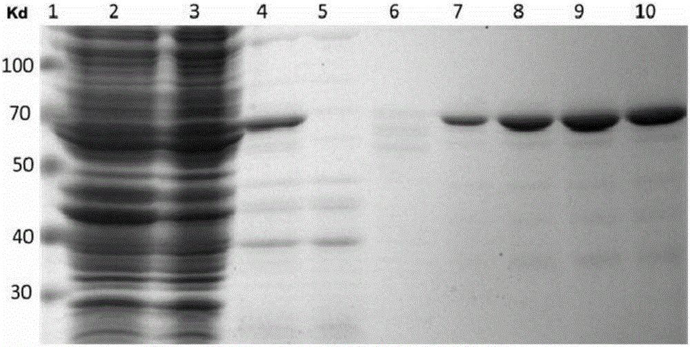 Antibody type molecular chaperone capable of inhibiting Tau protein from being aggregated