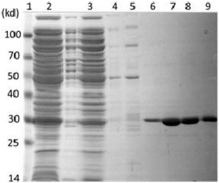 Antibody type molecular chaperone capable of inhibiting Tau protein from being aggregated