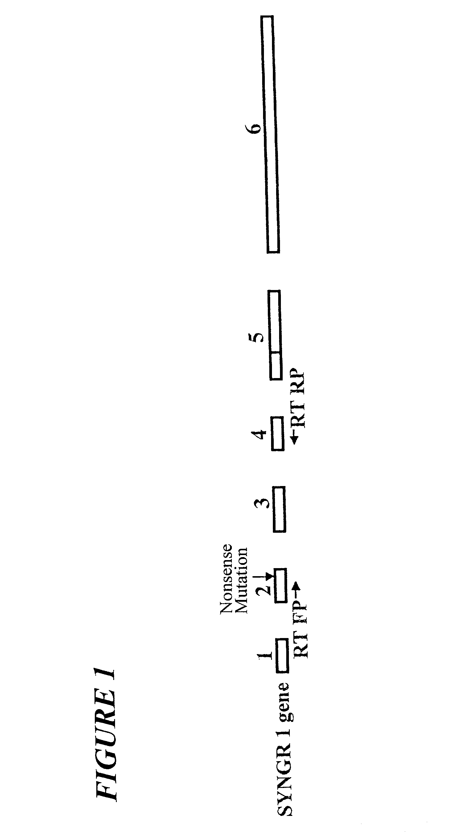 Novel primers for screening schizophrenia and a method thereof