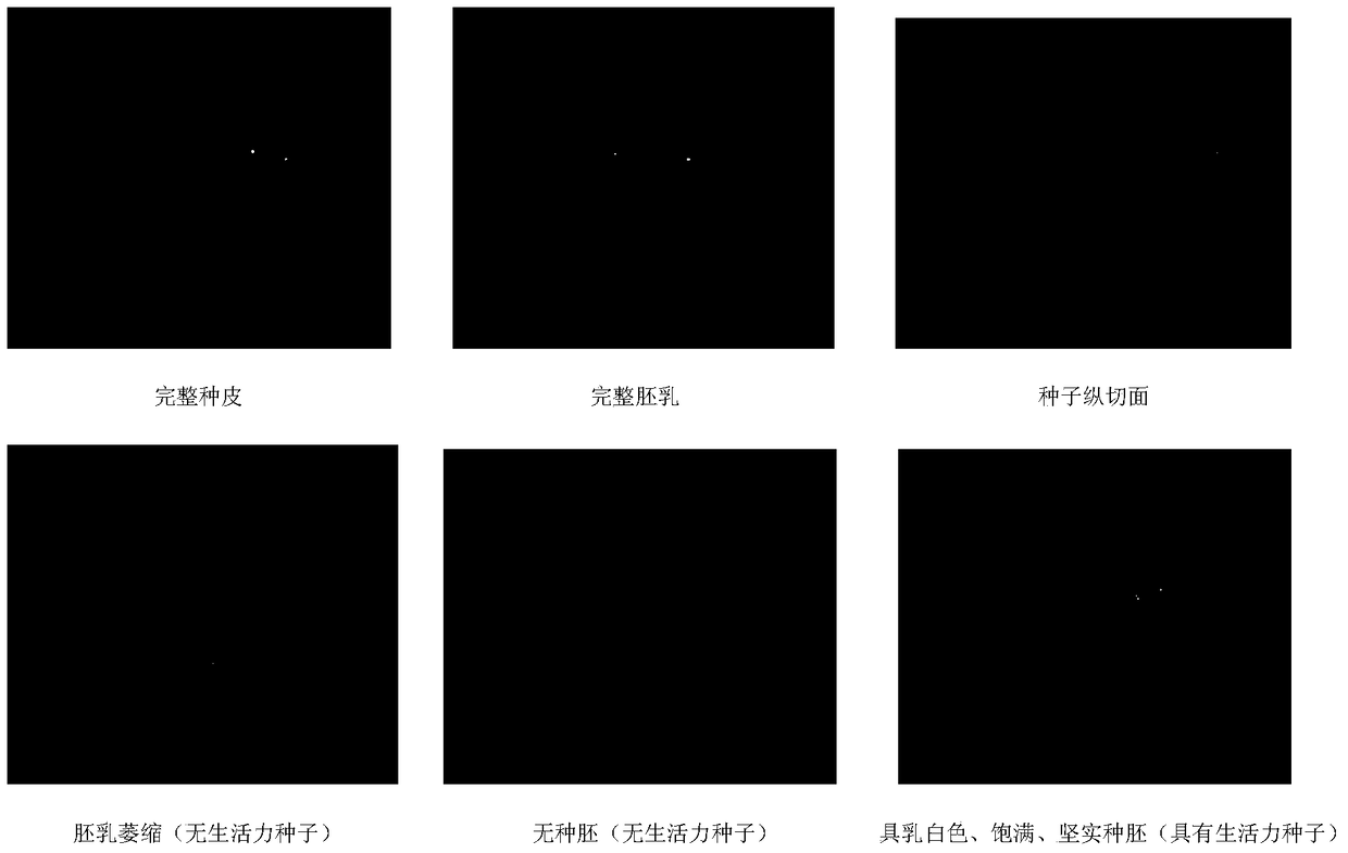 A method for detecting the viability of cistanche seeds