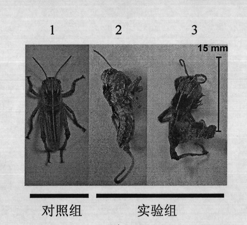 Insect chitin synthase 1B gene segment, dsRNA and application thereof