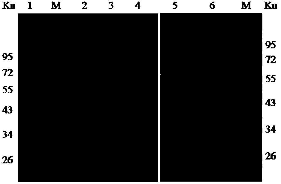 Monoclonal antibody (EEEV-5F4) resisting EEEV I E2 protein, B-cell epitope peptide recognized by EEEV-5F4 as well as application of EEEVI-5F4 and B-cell epitope peptide