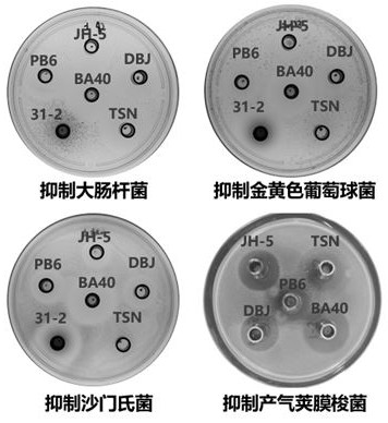 Application of Bacillus amyloliquefaciens in preventing diarrhea of ​​weaned piglets