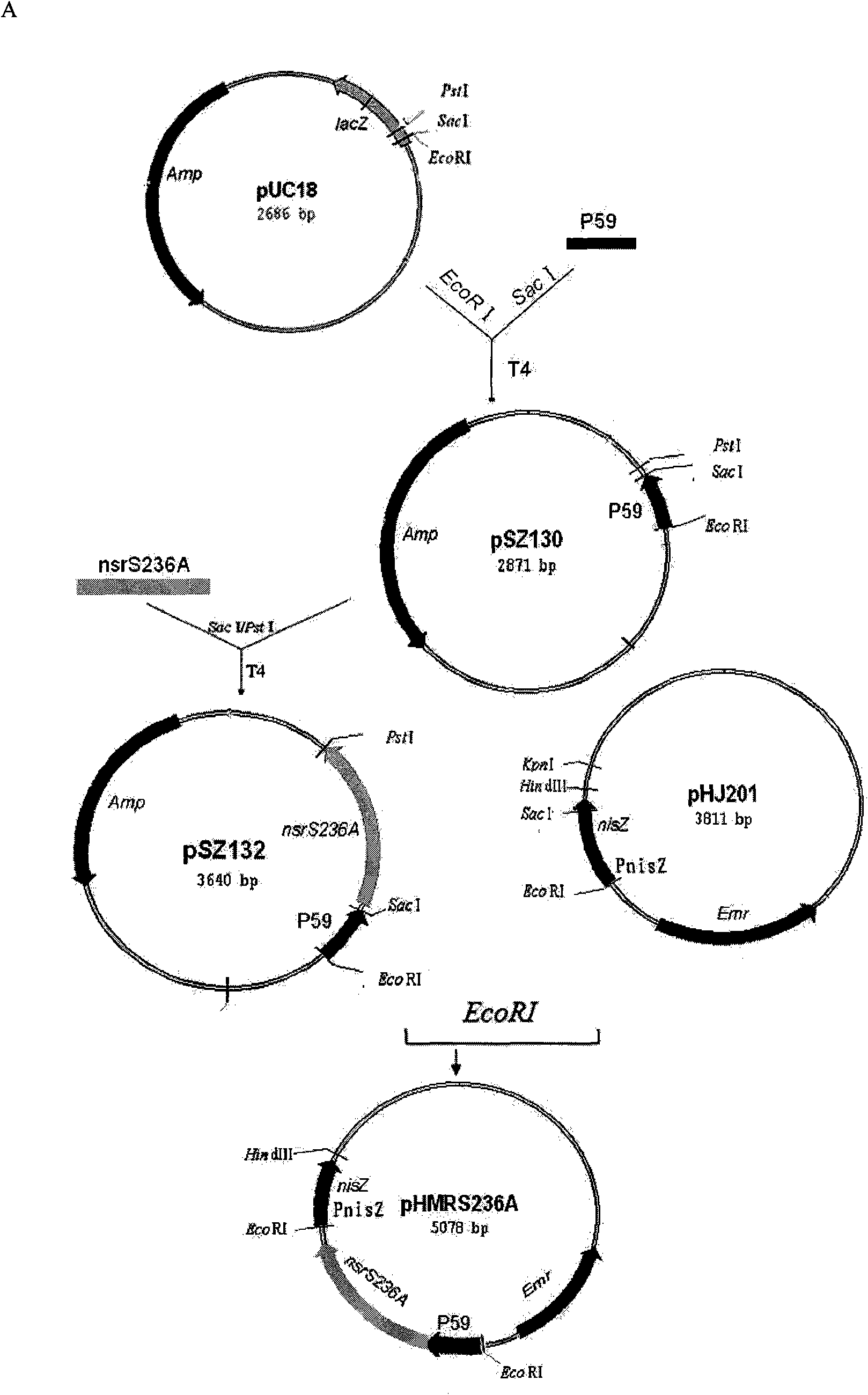 Mutant protein capable of being combined with nisin, and coded gene and application thereof