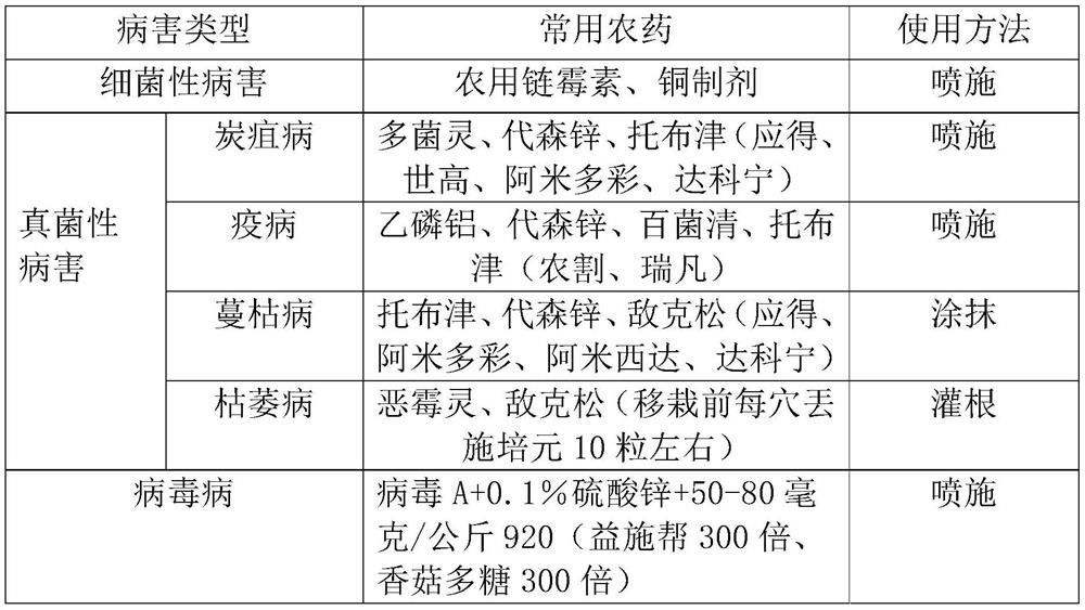 High-yield cultivation method of western ecological type baby pumpkin in northwest arid regions