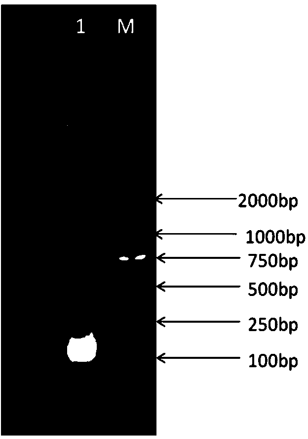 Aspergillus oryzae LJ366 strain used for degrading aureomycin