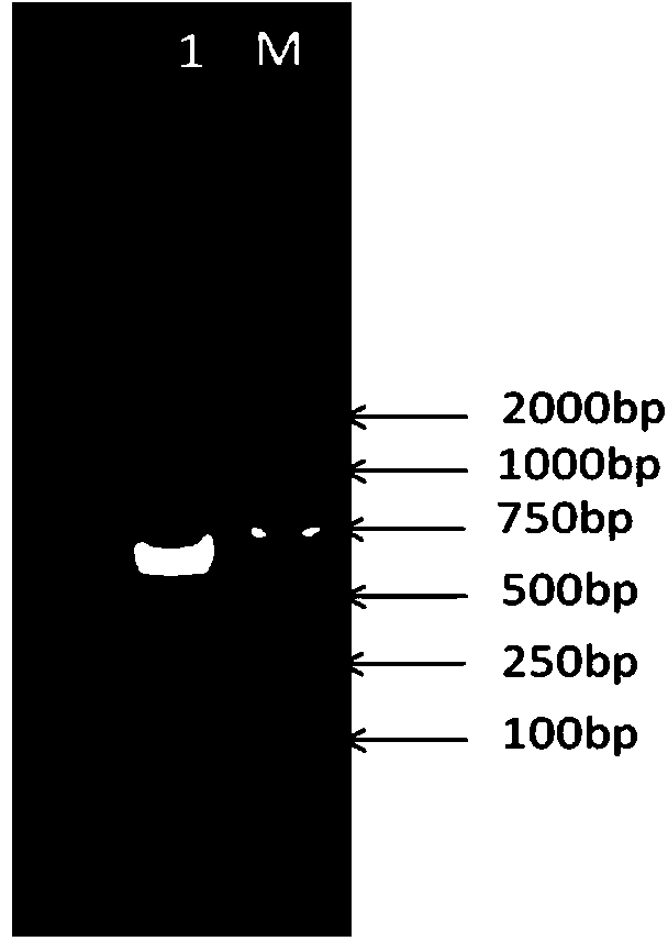 Aspergillus oryzae LJ366 strain used for degrading aureomycin