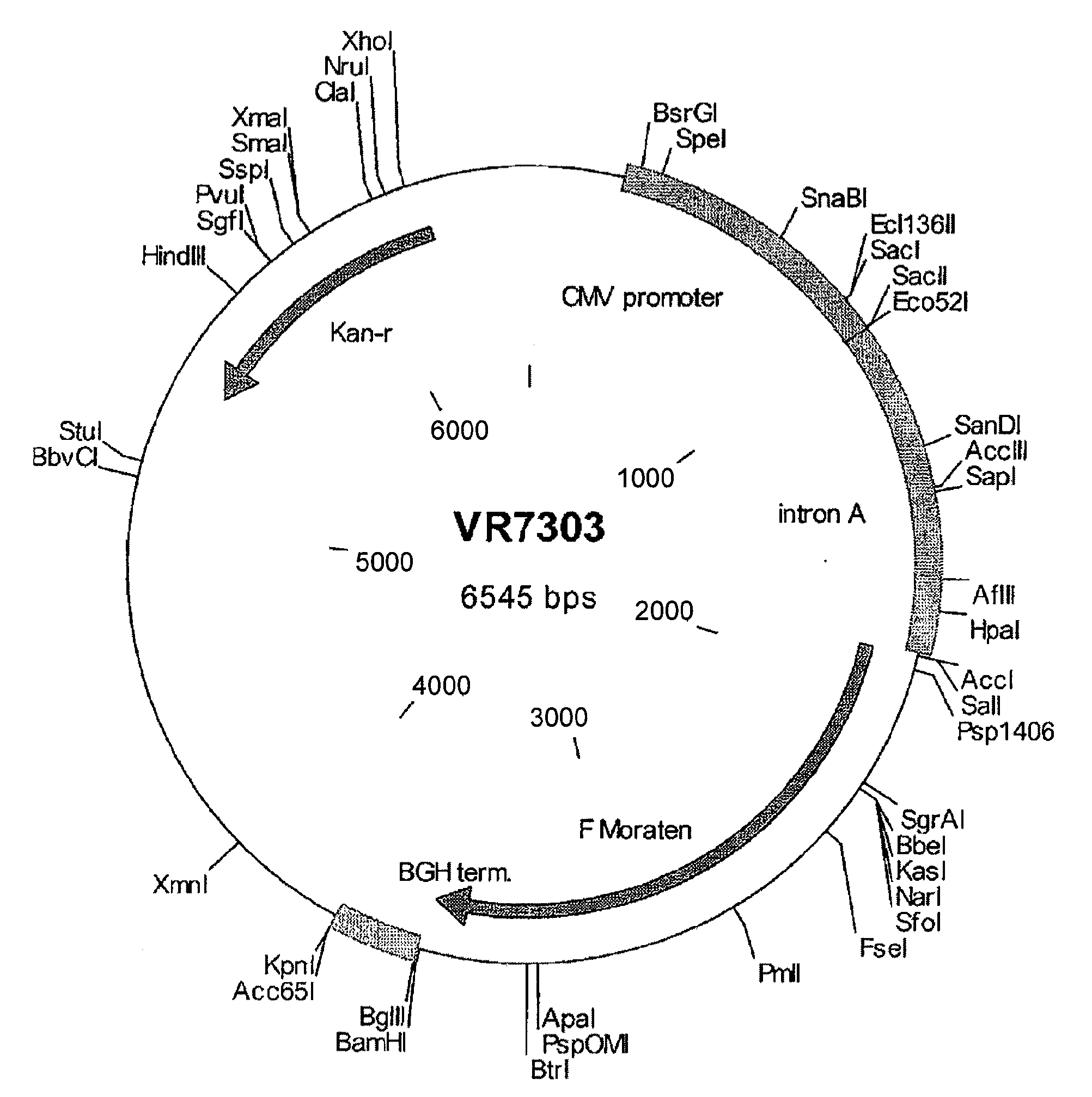 Methods of treating measles infectious disease in mammals