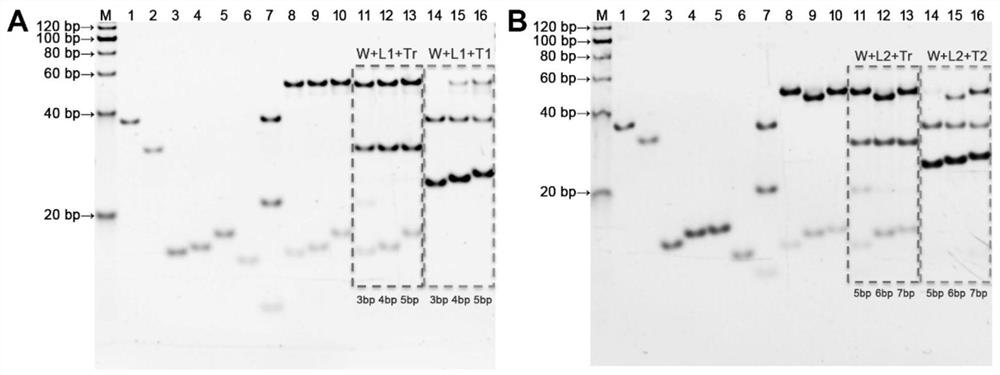 DNA walker for SARS-CoV-2 detection and preparation method thereof