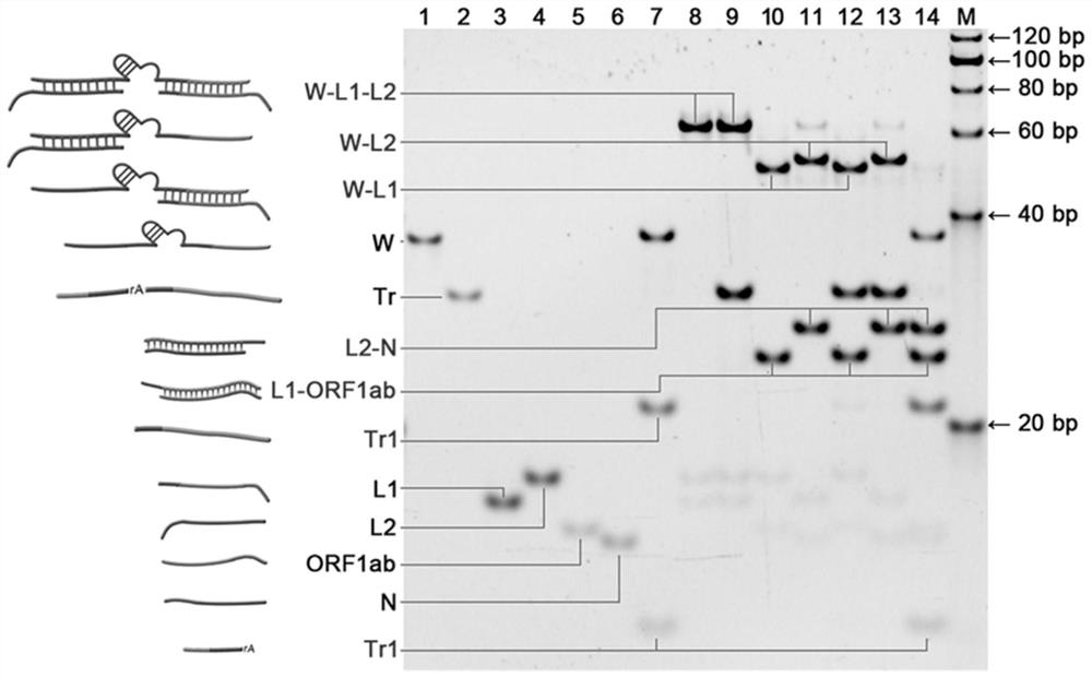 DNA walker for SARS-CoV-2 detection and preparation method thereof