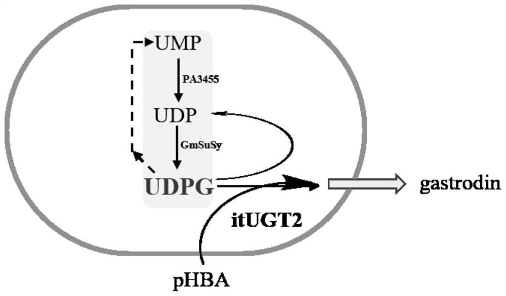 Recombinant genetically engineered bacterium for producing gastrodin, construction method and application