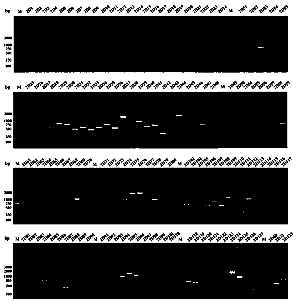 Babesia mocroti 2D97 antigen protein and application thereof