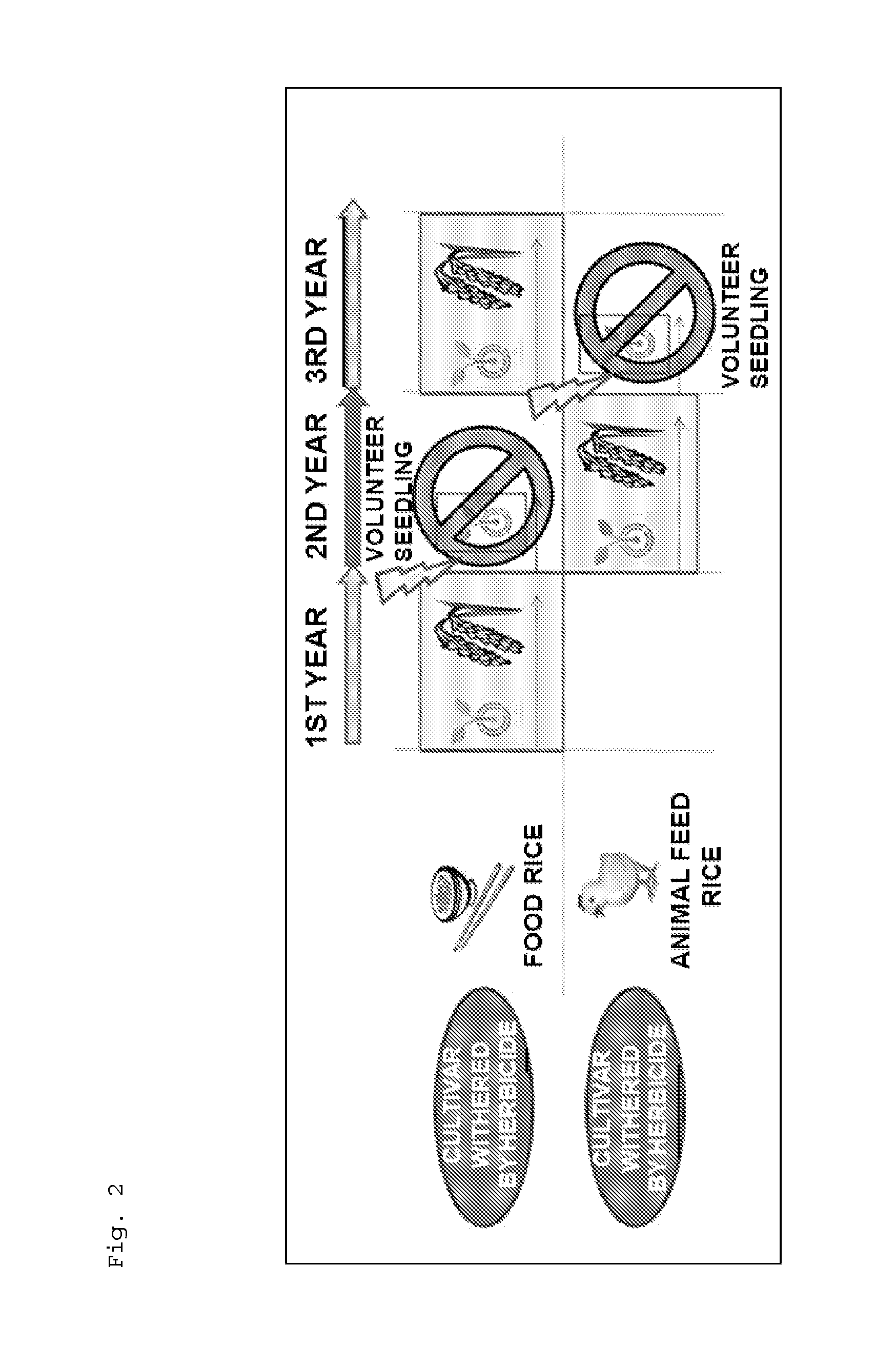 Plant having increased resistance or susceptibility to 4-hppd inhibitor