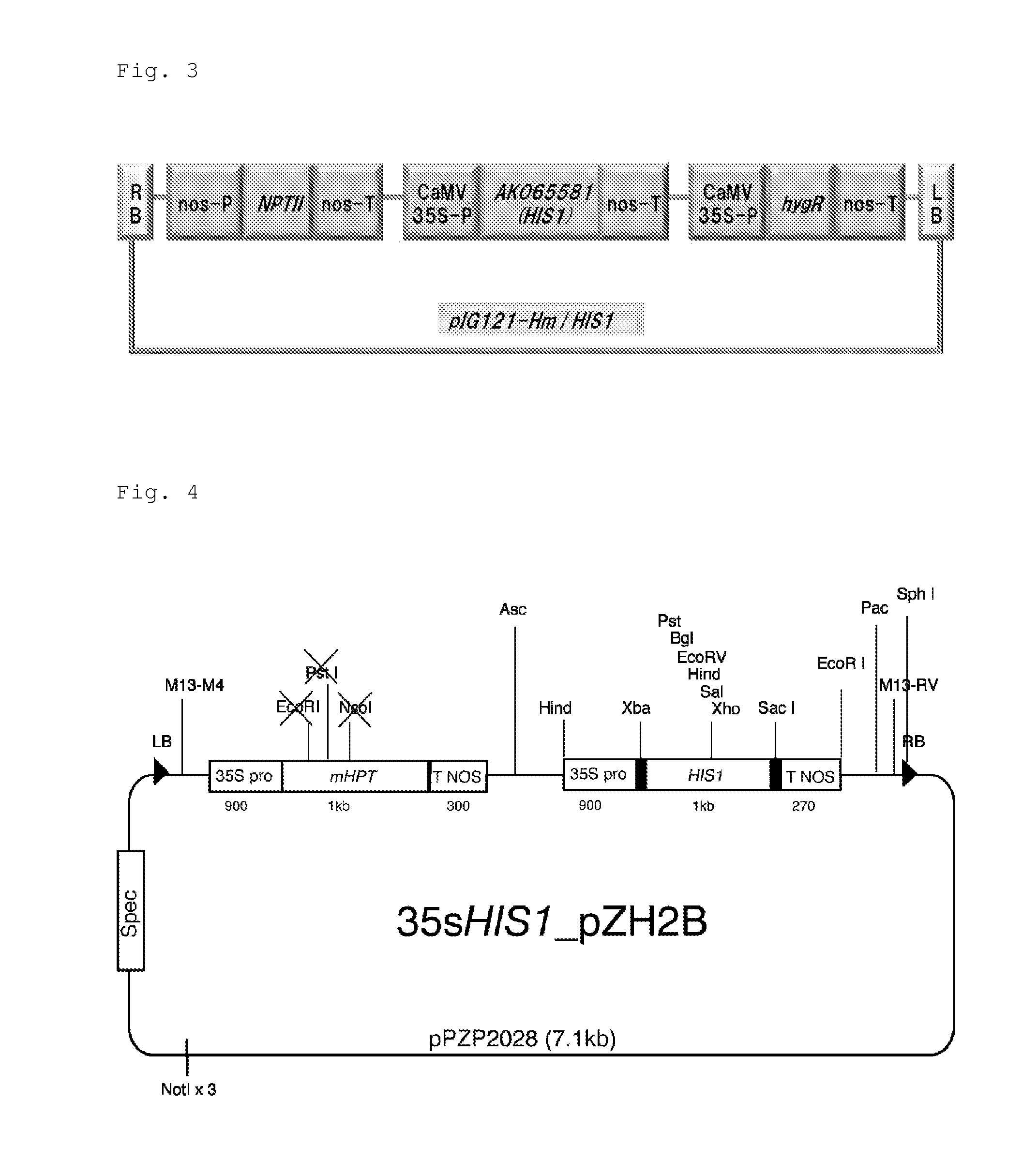 Plant having increased resistance or susceptibility to 4-hppd inhibitor