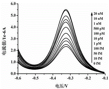 Method for electrochemically detecting concentration of specific single-stranded DNA based on exonuclease and nucleic acid probe