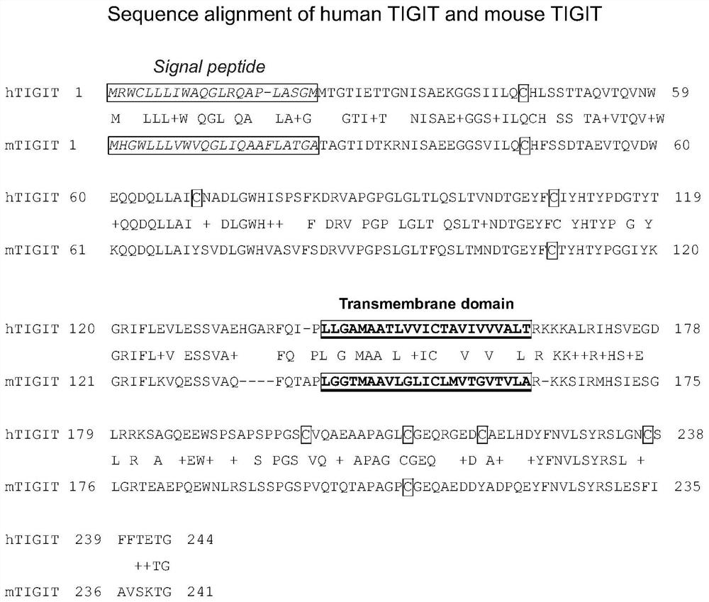 Antibody combined with TIGIT antigen and preparation method and application of antibody