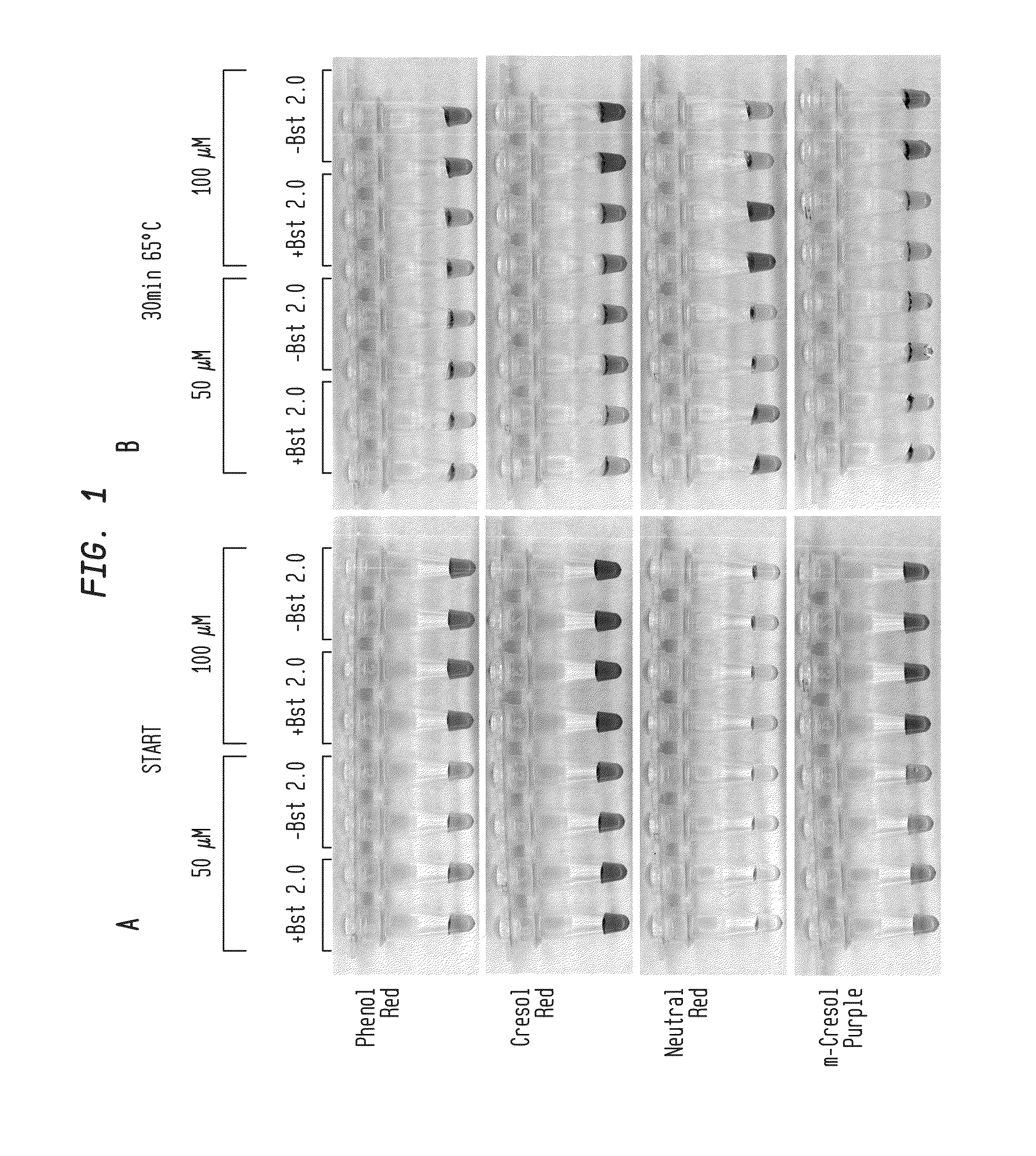 Detection of an Amplification Reaction Product Using pH-sensitive Dyes