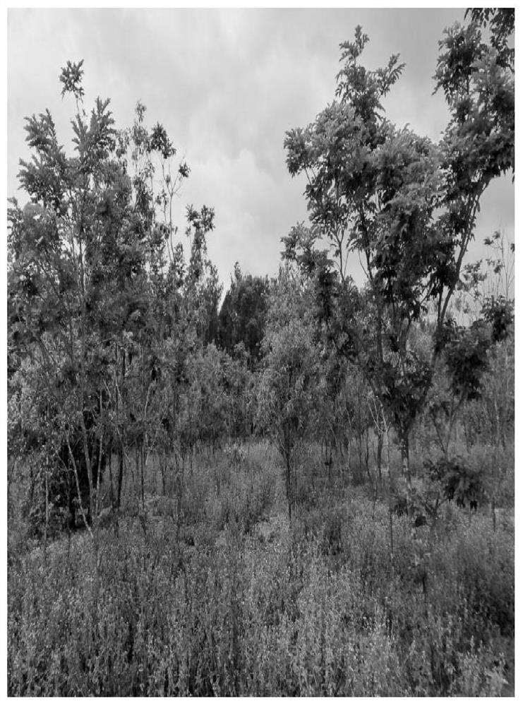 A Planting Method for Promoting the Rapid Growth of Sandalwood by Mixing Different Ages