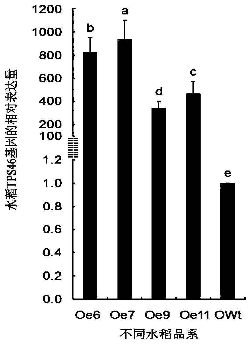 Application of rice terpene synthetase TPS46 gene to prevention and controll of pink rice borers