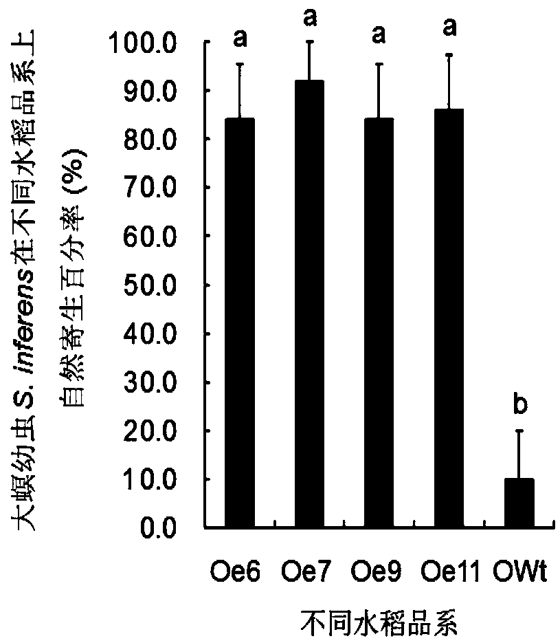 Application of rice terpene synthetase TPS46 gene to prevention and controll of pink rice borers