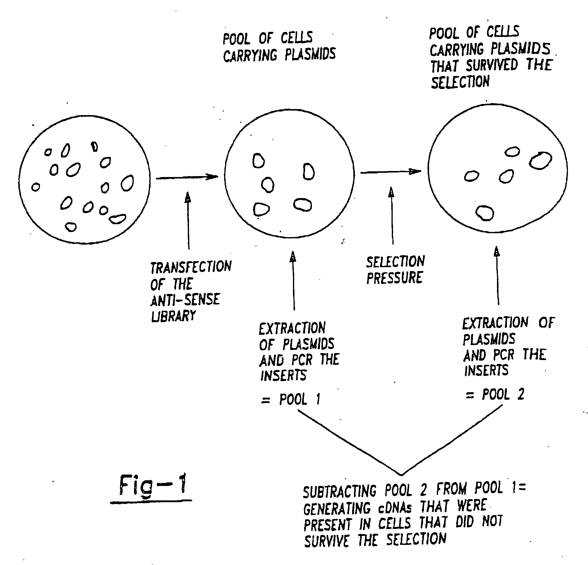 Therapeutic modulation of the fas pathway