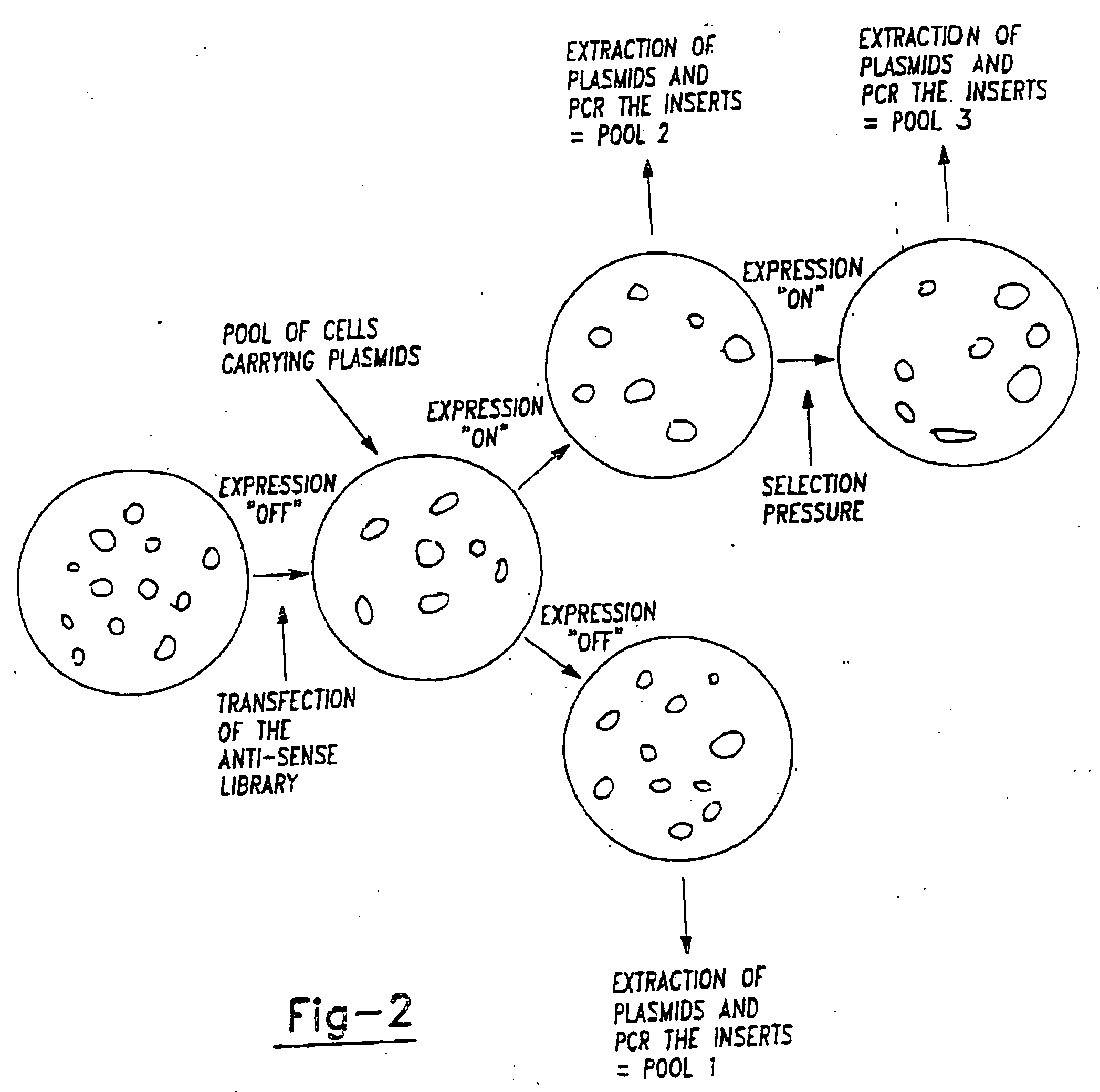 Therapeutic modulation of the fas pathway