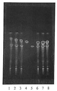 Method for identifying cyclocarya paliurus