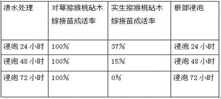 Secondary grafting method of hongyang kiwifruit