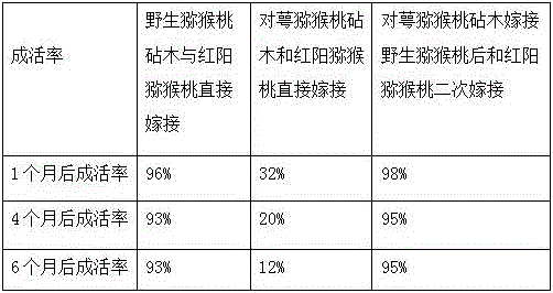 Secondary grafting method of hongyang kiwifruit