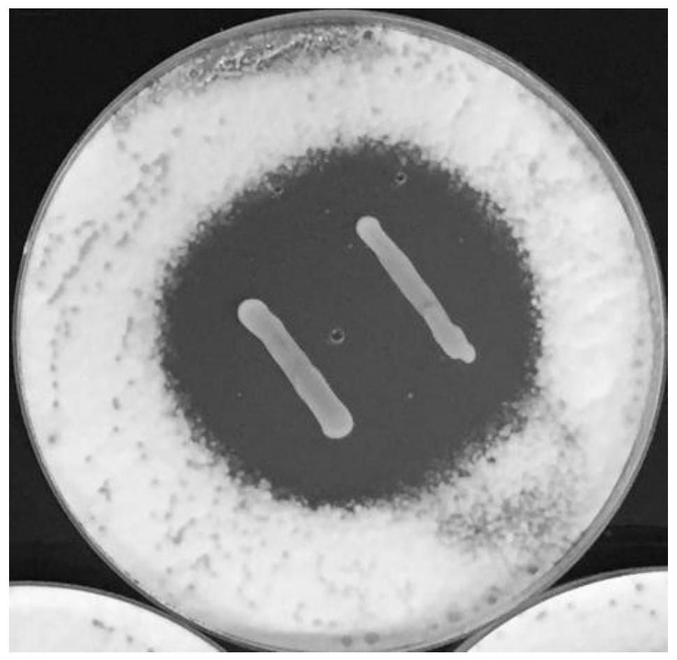 A kind of filamentous fungus inhibitor and its application