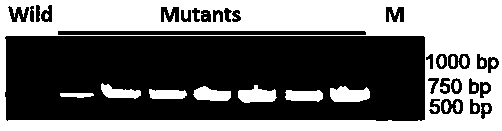 Haematococcus pluvialis chloroplast expression system and application thereof