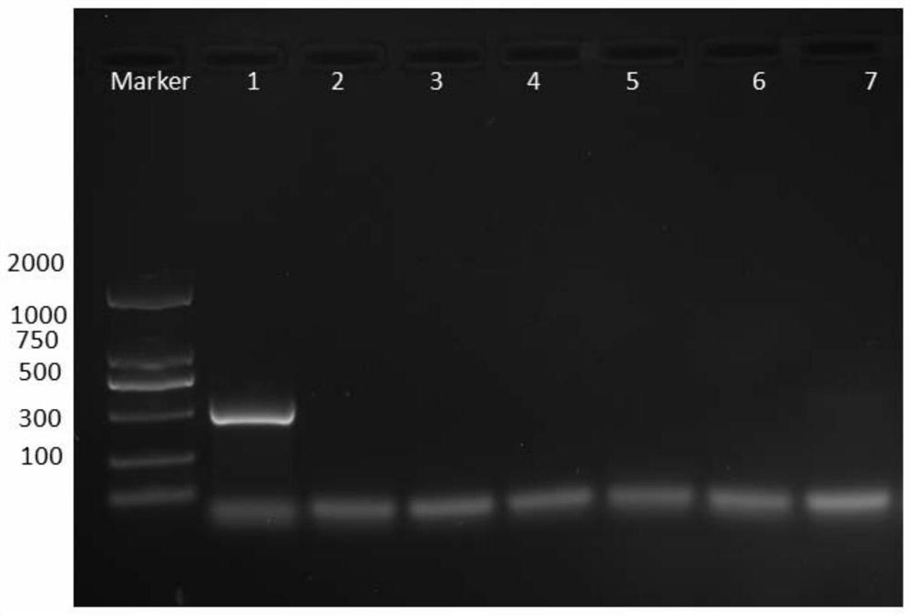 The Specific Primer Pairs and Their Application for Identifying Tyrophaphaphae mite and Acarina ellipsoides