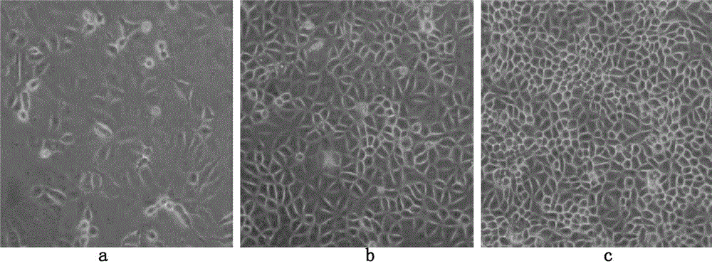 Method for producing porcine epizootic diarrhea CV777 strain virus by cultivating Vero cell in low serum