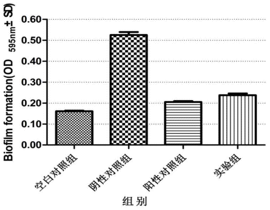 Application of clove leaf extractives in inhibition of streptococcus suis and intervention and elimination of streptococcus suis biofilm