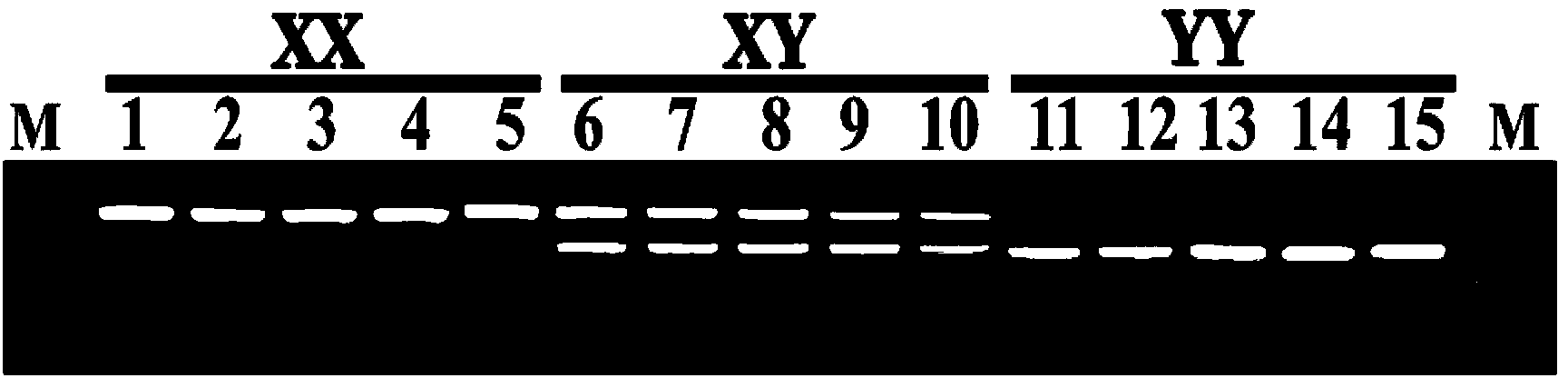 Y-chromosome specific molecular marker of Nile tilapia, and genetic sex determination method and supermale producing method both based on molecular marker