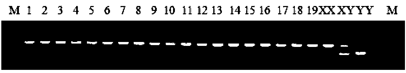 Y-chromosome specific molecular marker of Nile tilapia, and genetic sex determination method and supermale producing method both based on molecular marker