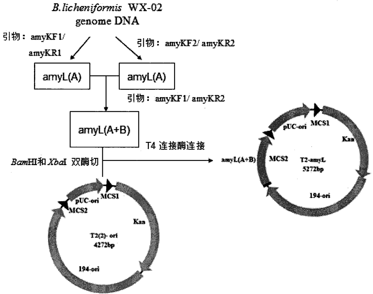 Bacillus licheniformis expression host