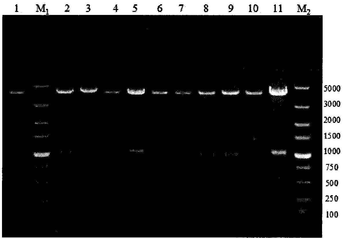 Bacillus licheniformis expression host