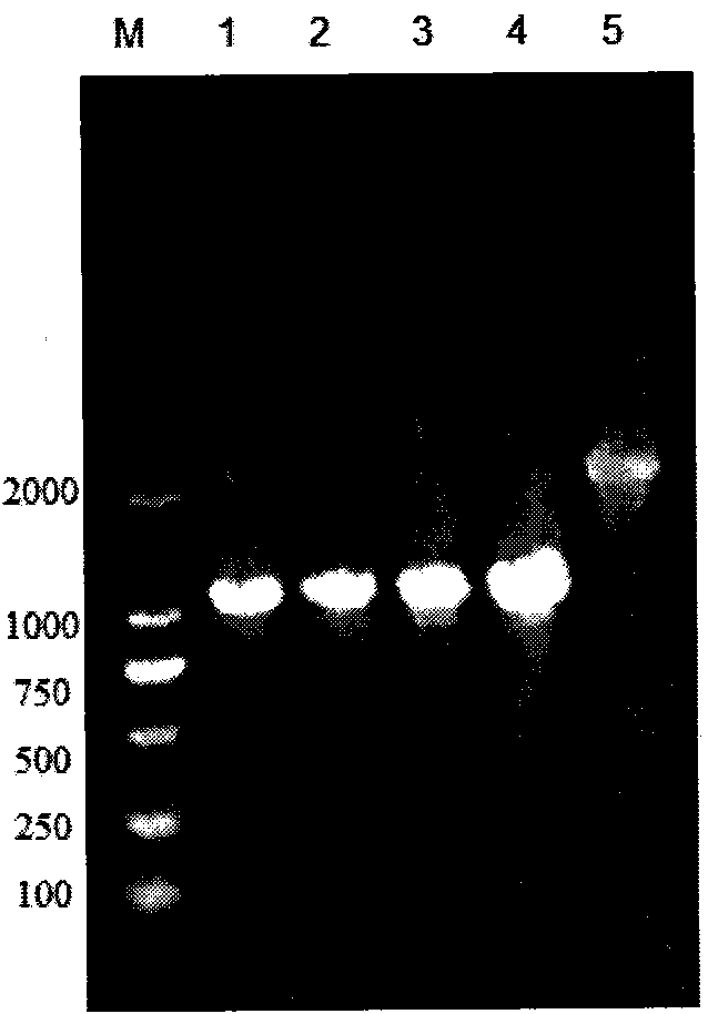 Bacillus licheniformis expression host