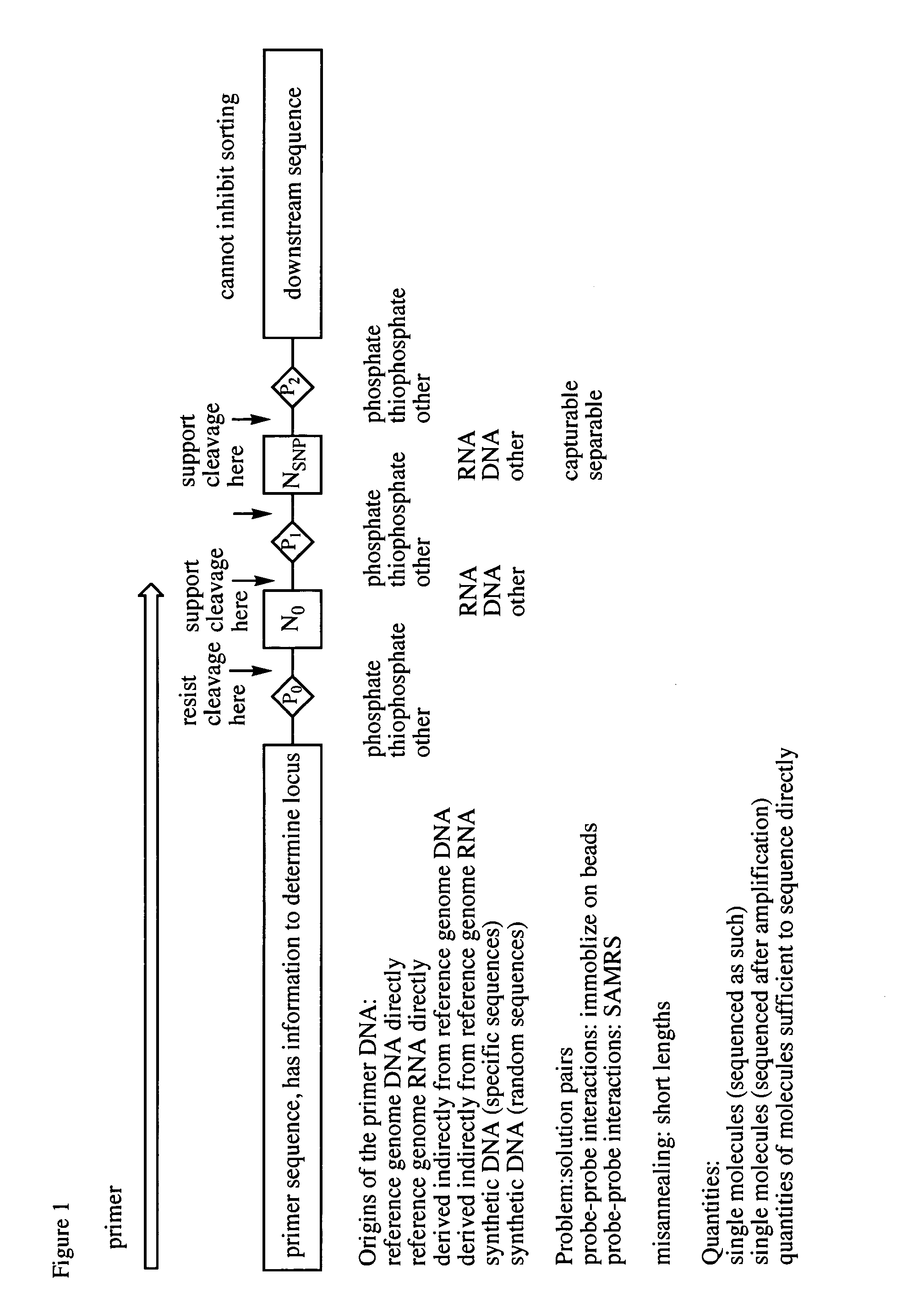 Differential detection of single nucleotide polymorphisms